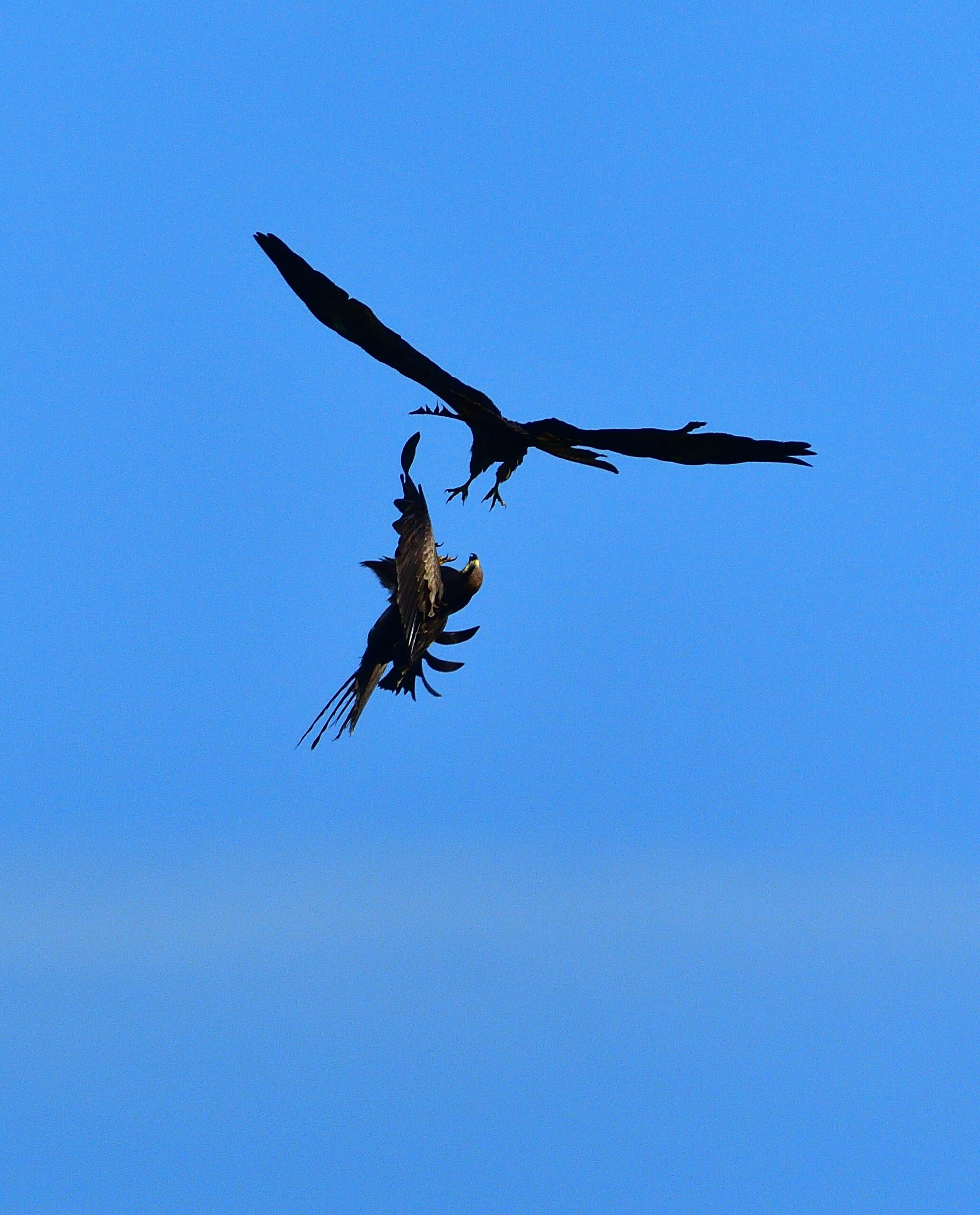 Adler fliegen und agieren wie Sparringspartner